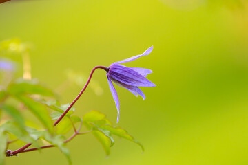 Beautiful Campanula rotundifolia  flower (bluebell.,Helgeland,Nordland county,scandinavia,Europe