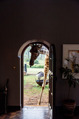 giraffes came to the people in the cafeteria for breakfast in Kenya