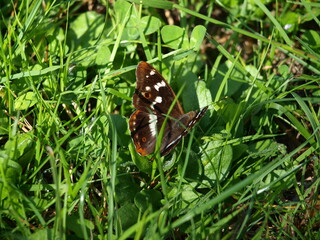 Nymphalidae Nymphalinae
La carte géographique - Araschnia levana