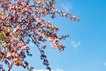 Pink apple blossom in the garden on spring
