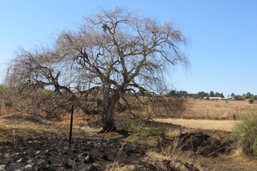 Large dried out, leafless tree surrounded by winter's dull brown grasslands and burnt black grass remains under a crystal clear blue sky
