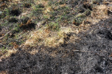 Closeup photograph of black burnt grass with patches of golden brown grass in between and around