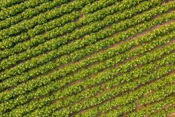 Aerial view of blooming potatoes crops on field