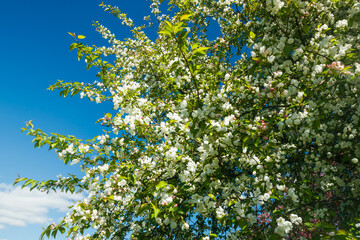 Apple blossom in the garden on spring