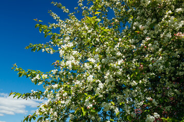 Apple blossom in the garden on spring