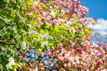 Pink and white apple blossom in the garden on spring
