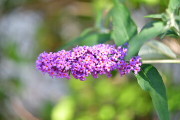 lilac flower