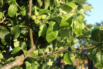 ripening new fruits on a branch of an apple tree grafted last year. new varieties on an old tree