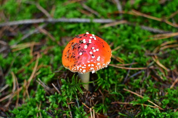 amanita muscaria fly mushroom