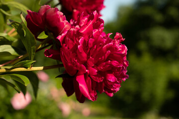 Red flower in the garden. Beautiful flower bud. Plants bloom in summer.