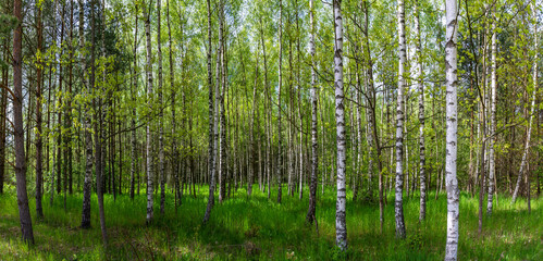 Beautiful birch forest panorama, meadow and road - 441955153