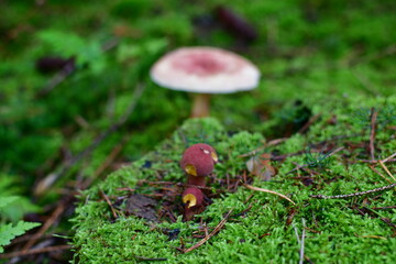 mushroom in the forest