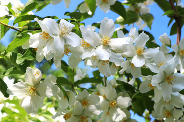 Closeup view of beautiful blooming white jasmine shrub outdoors