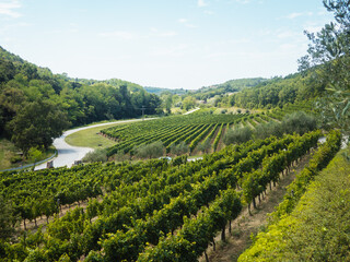 summer vineyard field