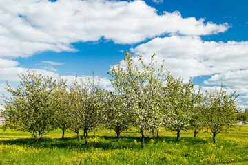 Blossoming apple trees in the garden on spring