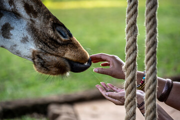 feeding giraffes from the hands of those who came from the forest 