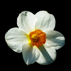 Single White Narcissus on a black background.