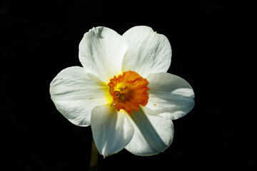Fototapeta na wymiar Single White Narcissus on a black background.