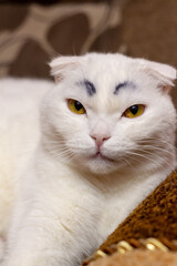 Serious funny white fold cat with painted black eyebrows