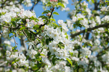 Apple blossom in the garden on spring