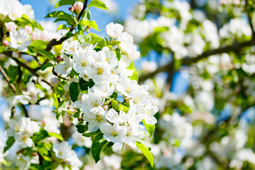Apple blossom in the garden on spring