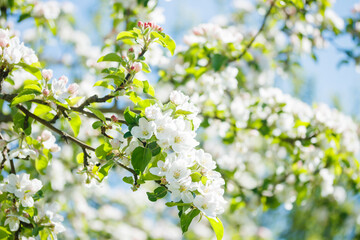 Apple blossom in the garden on spring