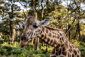 giraffe head close-up on a background of greenery