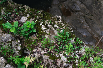 Martvili Canyon in Georgia. Turquoise water in a mountain river and cliffs of the reserve. Beautiful natural canyon