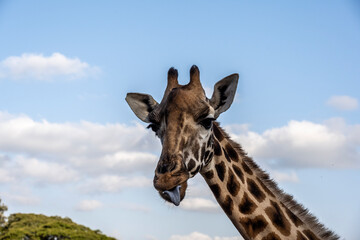 giraffe head close-up on a background of greenery