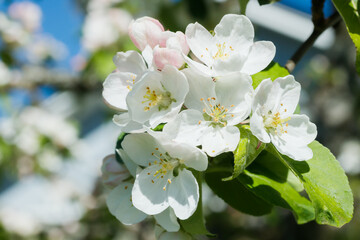 Apple blossom in the garden on spring