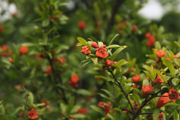 flowery pomegranate on a green background. pomegranate grows in Georgia
