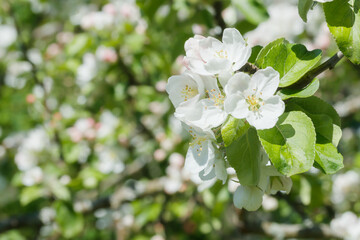 Apple blossom in the garden on spring