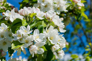 Apple blossom in the garden on spring