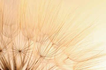 Beautiful fluffy dandelion flower on beige background, closeup