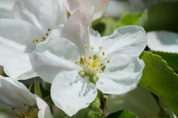 Obraz na płótnie Canvas Apple blossom in the garden on spring