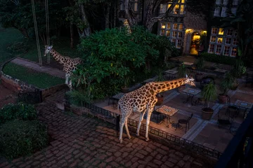 Gordijnen giraffes came to the people in the cafeteria for breakfast in Kenya  © константин константи