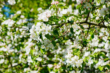 Apple blossom in the garden on spring
