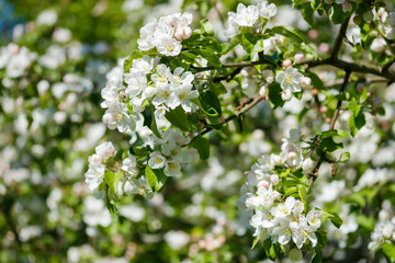 Fototapeta premium Apple blossom in the garden on spring