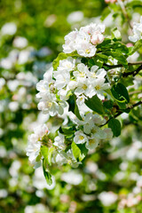 Apple blossom in the garden on spring