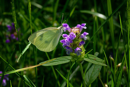 A white moth takes on the green coloring of its surroundings to help camouflage it from predators.  Moth pollinates a purple weed in our yard in Windsor in Broome County in Upstate NY  