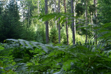 forest in bavaria