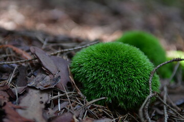 green moss on the ground