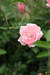 Close up pink roses in the garden