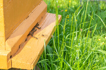 Old beehive and bees in green grass. Honey bees return to the hive on a beautiful sunny day. Honey bees collect nectar from plants and produce honey, wax, propolis. Selective focusing.