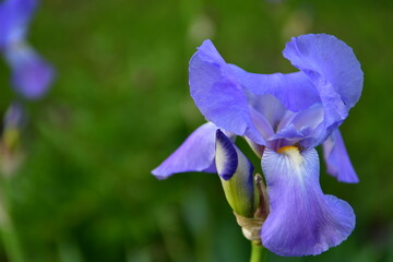 blue iris flower in spring