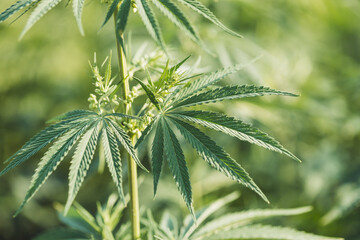 Marijuana plant growth in nature.