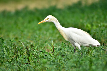 white goose in the grass