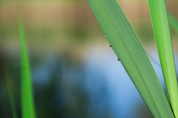 three drops flow down the length of a blade of grass, against the background of the river