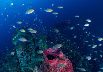 Obraz premium Whaleshark Rhincodon typus swimming with school of tropical fish on a blue background as a copy space.
