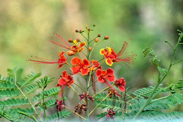 close up of PEACOCK FLOWER ( Caesalpinia pulcherrima)